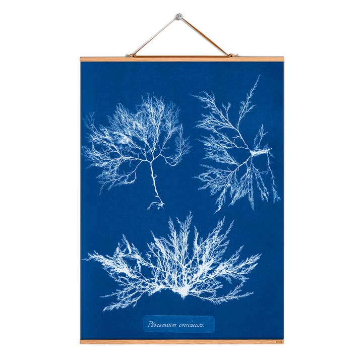 Ilustração da imagem de rolagem # 146/Atkins/Plocamium coccineum por atacado de Eicie