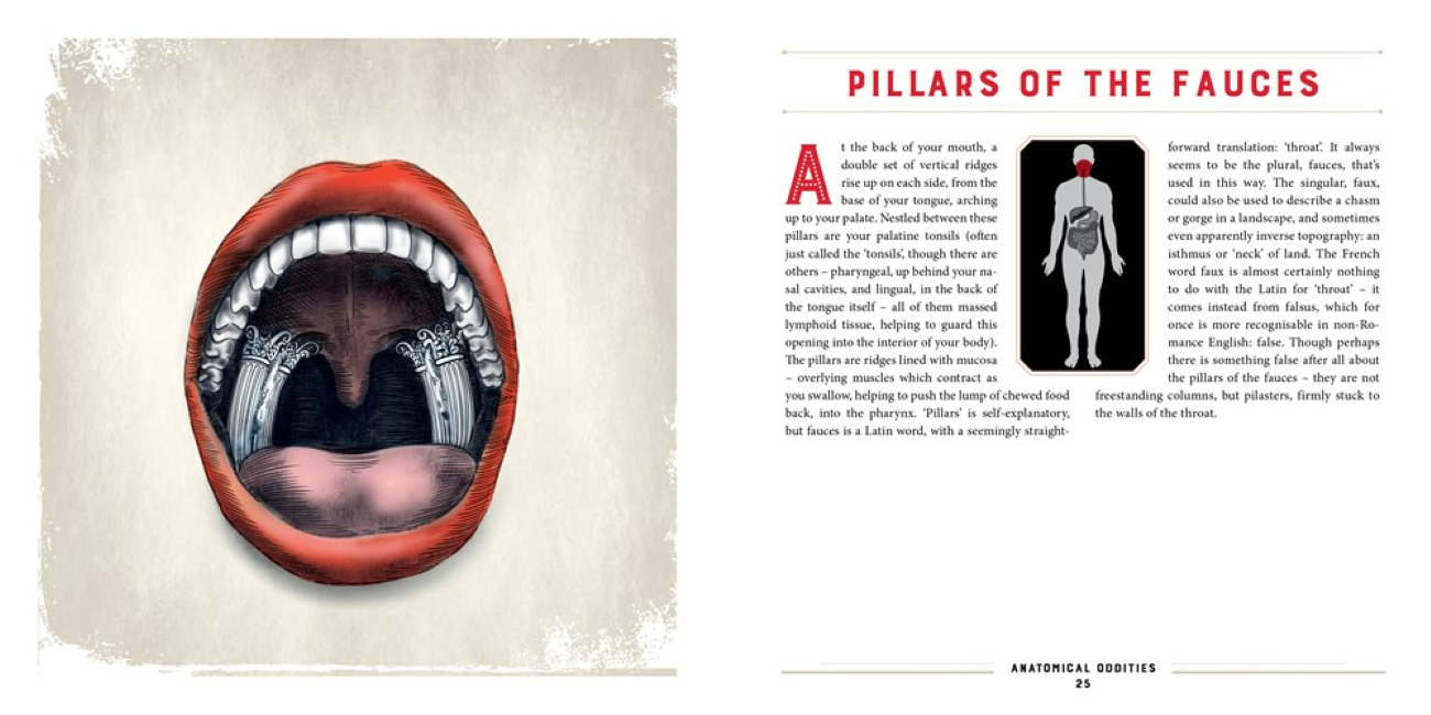 W. W. Norton - Wholesale Science & Math - Anatomical Oddities7