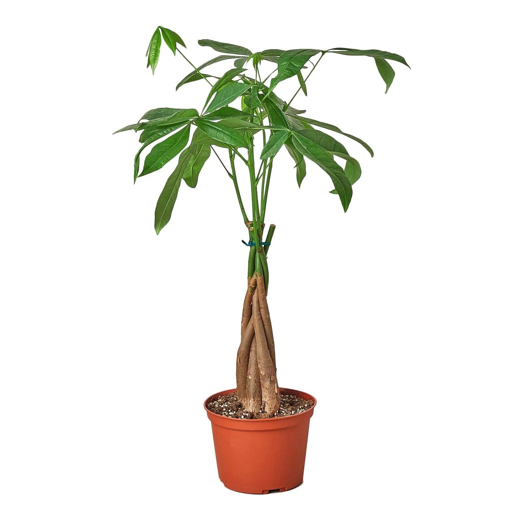 Bumble Plants - Vente Plante - Galon Pachira Money Tree « Châtaigne de Guyane »3