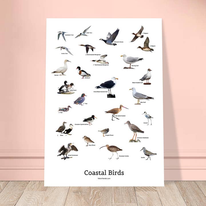 Poster di uccelli costieri per la vendita all'ingrosso da parte di NaturHandel.dk