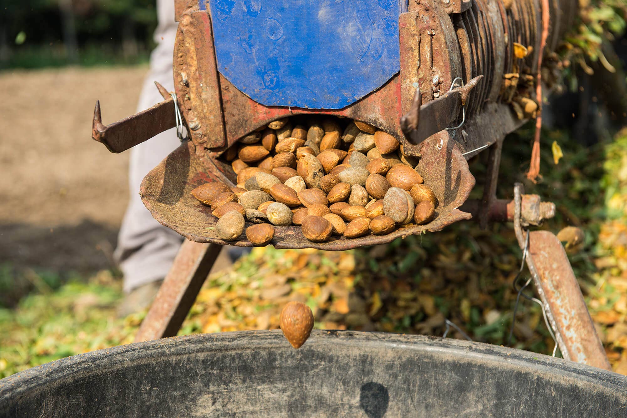 Terradiva Azienda Agricola Biologica – wholesale Nuts – Organic almonds in shell3