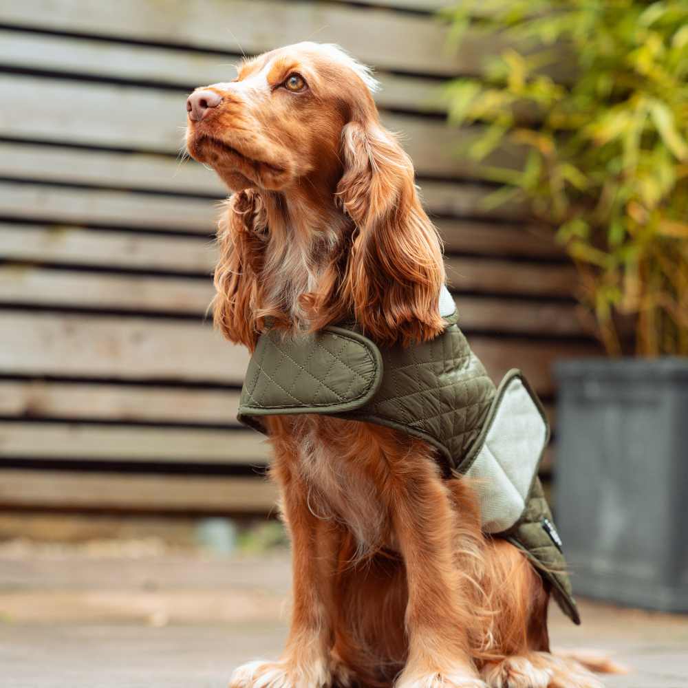 Cocopup London - Wholesale Pet Coat - Dog - LUXE Quilted Dog Coat - Country Khaki8