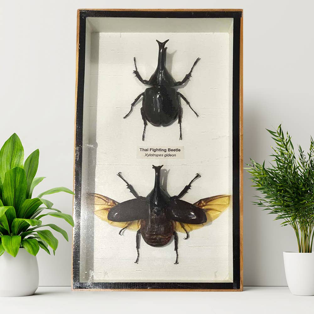 VIE - Wholesale Wall Accent - Framed Insect, Assorted35