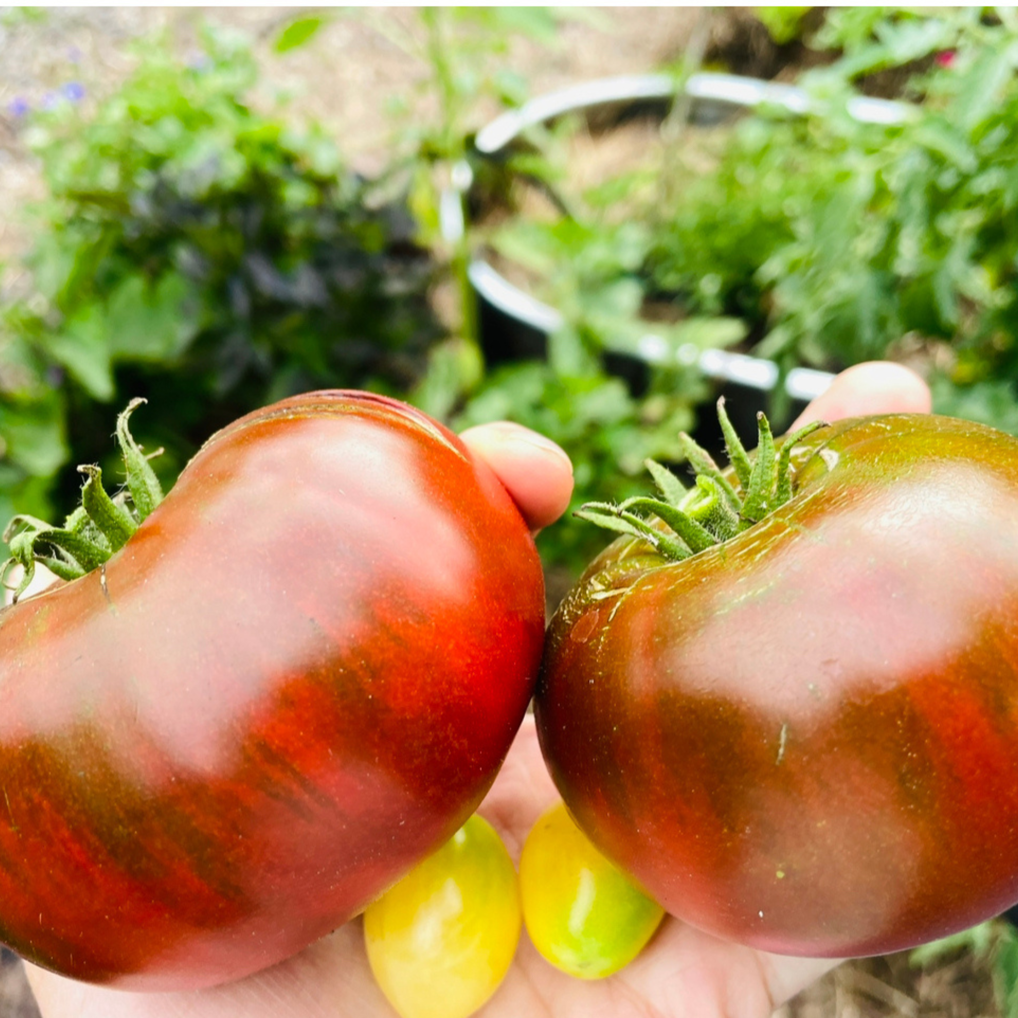 Sow the Magic - Vendita all'ingrosso Semi di piante - Pacchetto di Semi di Pomodoro Tarot di Paul Robeson1