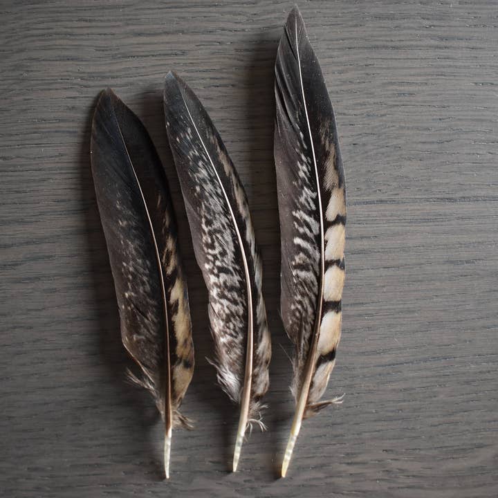 Pheasant feathers 15 centimeters for wholesale by Plumes Naturelles