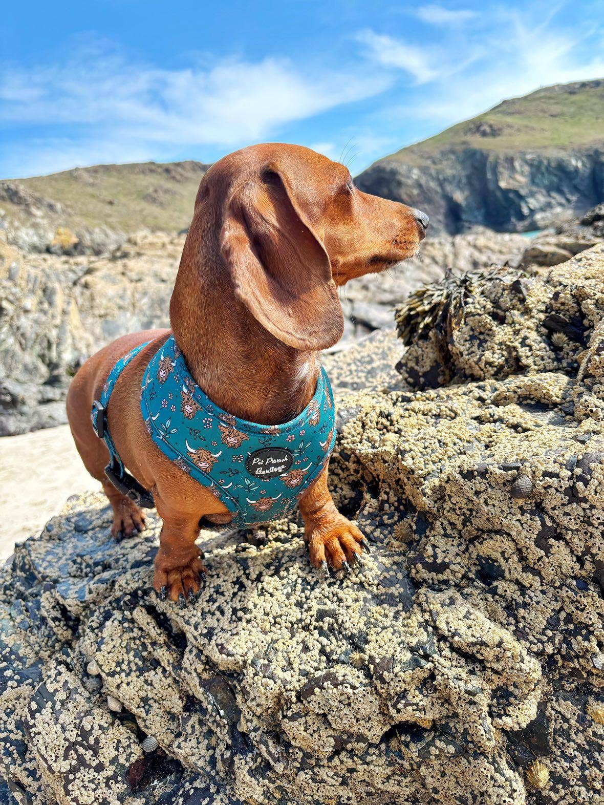 Pet Pooch Boutique - Wholesale Pet Harness - Dog - Happy Highland Cow Puppy Dog Harness2