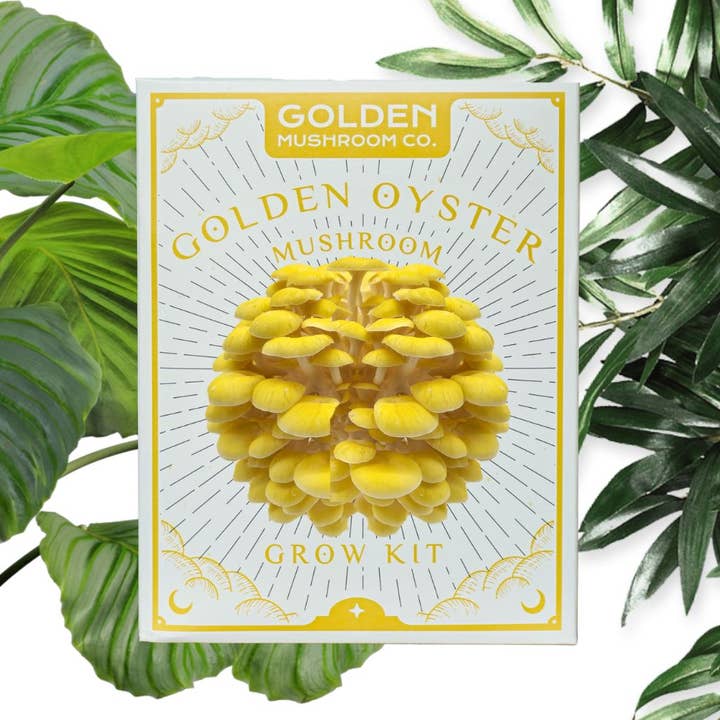 Golden Mushroom Co - Wholesale DIY Food Kit - Golden Oyster Mushroom Grow Kit