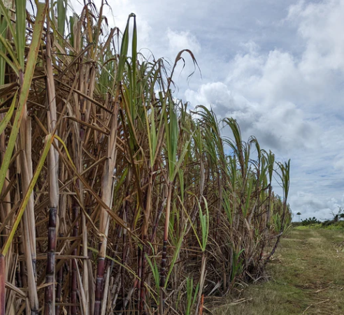 Burlap & Barrel - Wholesale Sugar/Sweetener - Golden Crystal Turbinado Sugar - Single Origin Sugar3