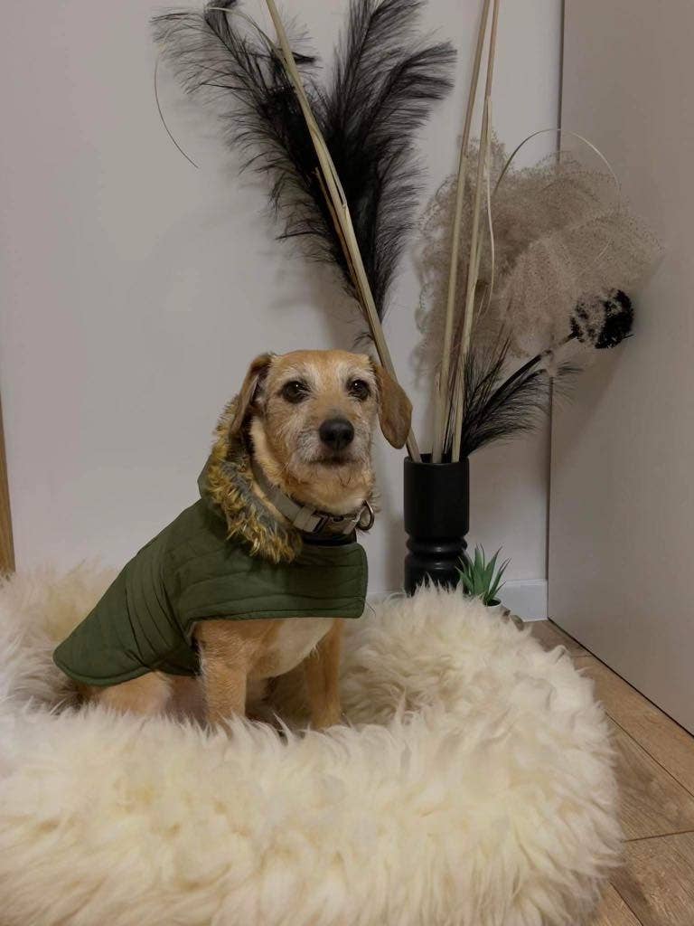 white Best dog beds large, luxury sheepskin dog beds for wholesale on Faire1