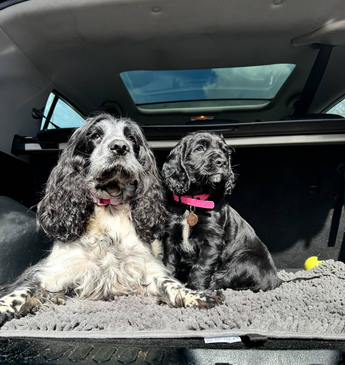 Pet Wiz - Wholesale Pet Mat - Dog - Plush Microfibre Noodle Mat4