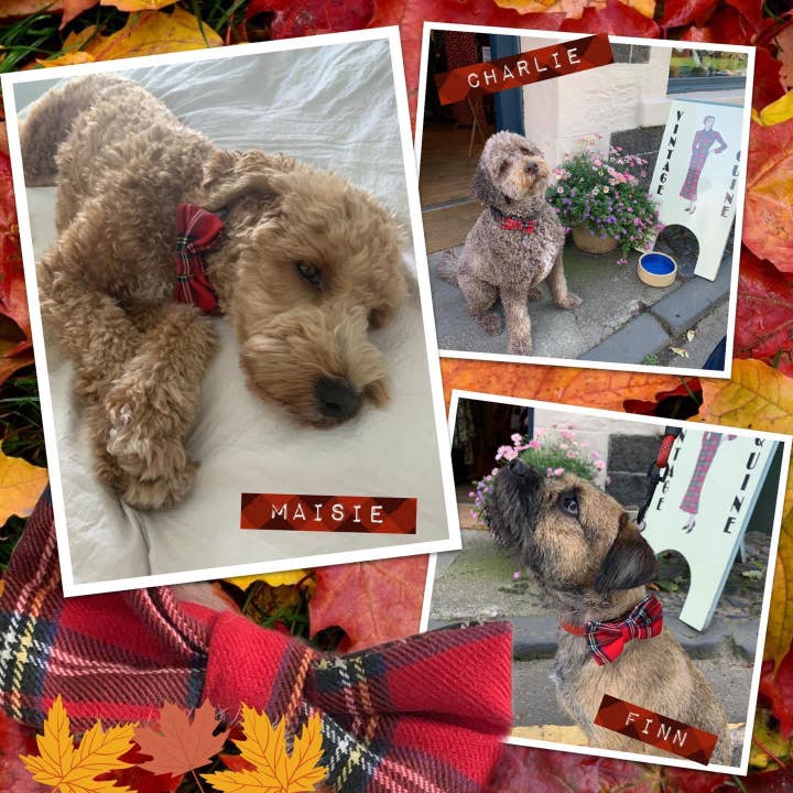 Stylish Dogs - Collars, Leads BowTies, Bandanas – wholesale Fluga - Hund – Regal Röd Tartan Hund Fluga