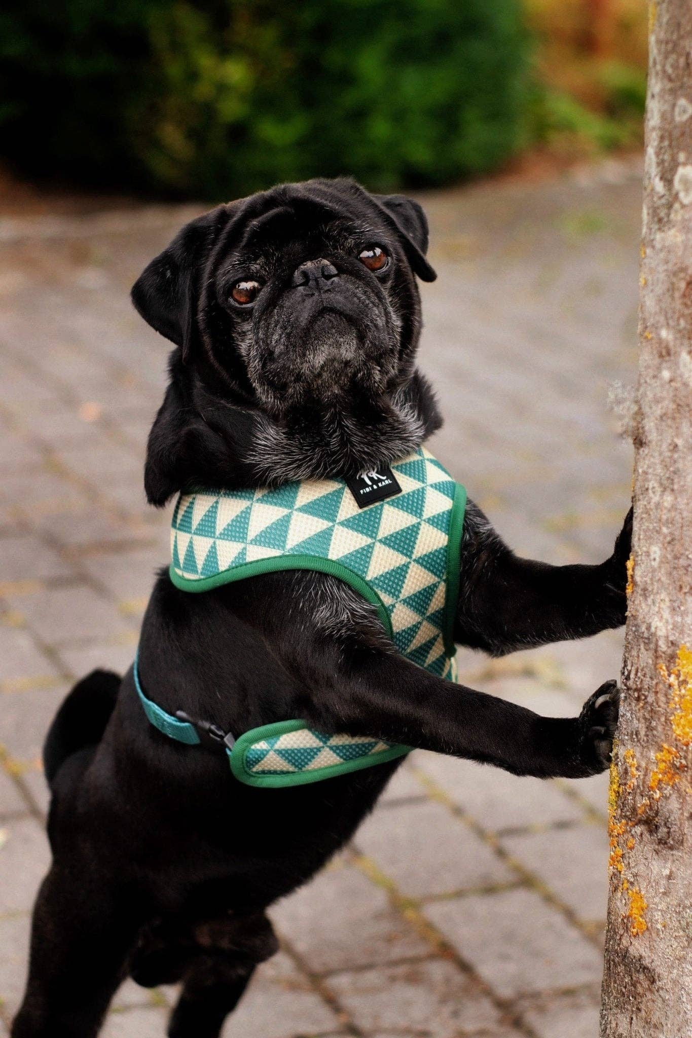 Fibi & Karl - Wholesale Pet Harness - Dog - 2-in-1 FK Rajasim dog harness1