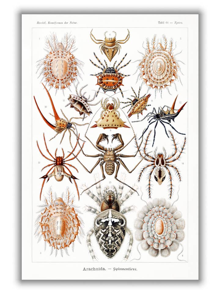 Arachnida—Spinnentiere von Ernst Haeckel für den Großhandel von Stanley Print House