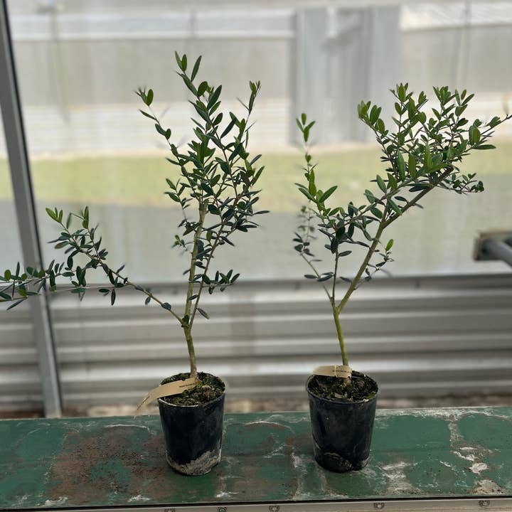 The Old Yew Plant Shop - Wholesale Live Plant - Arbequina Olive Tree – Live Plant