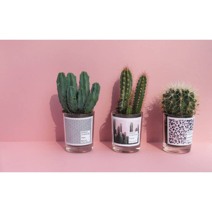 MAISON LA BOUGIE - Wholesale Jar/Filled Candle - Cactus 180g4