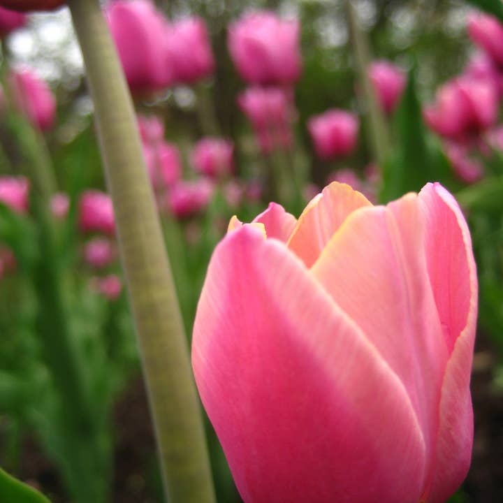 One of Many Pink Tulips for wholesale by Sarah’s Card Co.
