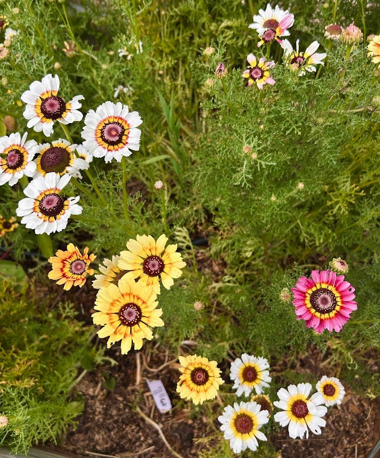 Decker Rd. Seeds - Wholesale Plant Seeds - Painted Daisy Flower Seeds, Chrysanthemum carinatum2