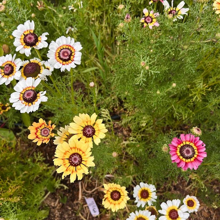 Decker Rd. Seeds - Wholesale Plant Seeds - Painted Daisy Flower Seeds, Chrysanthemum carinatum2