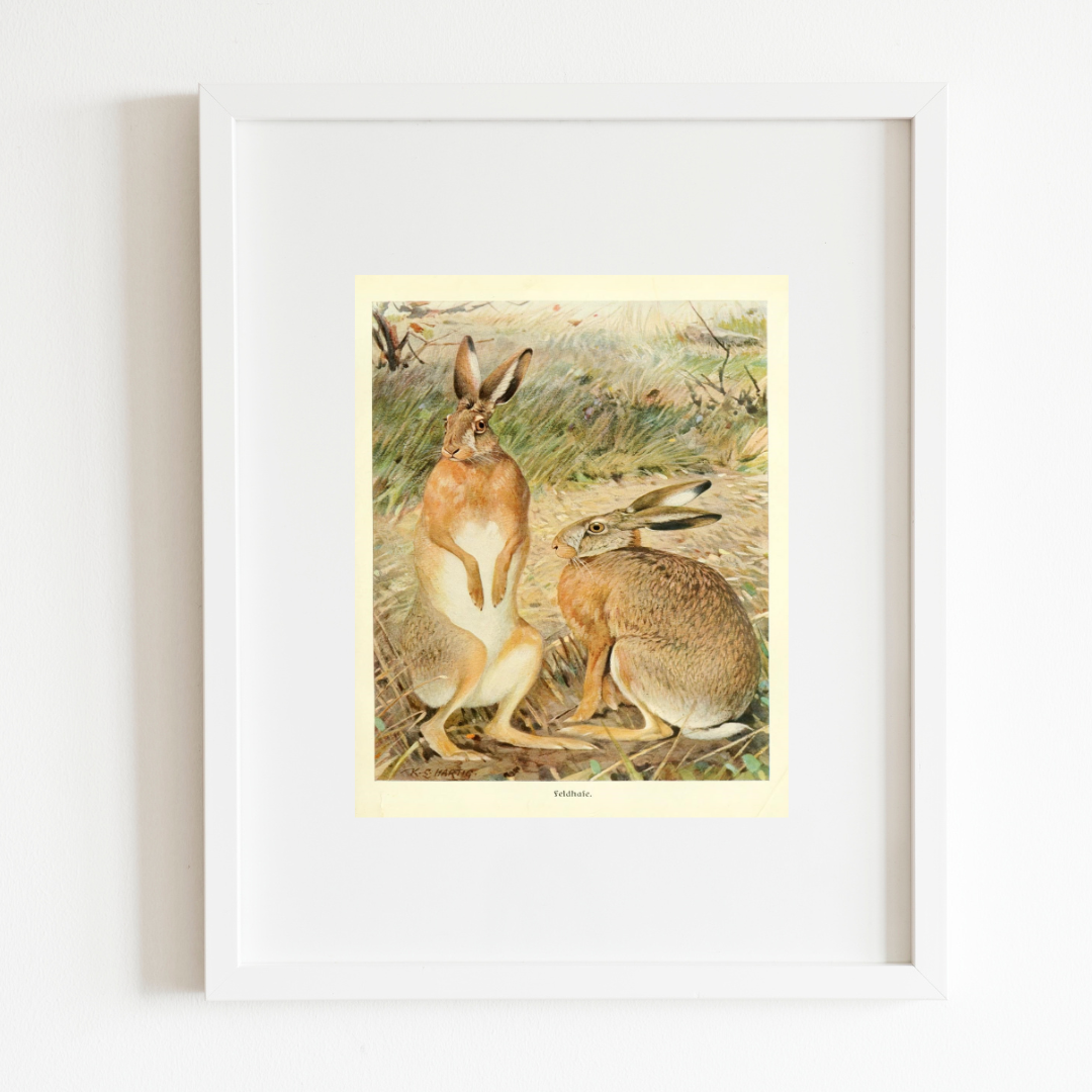 Sea to Skye - Wholesale Art Print - Two Hares in a Field Art Print2