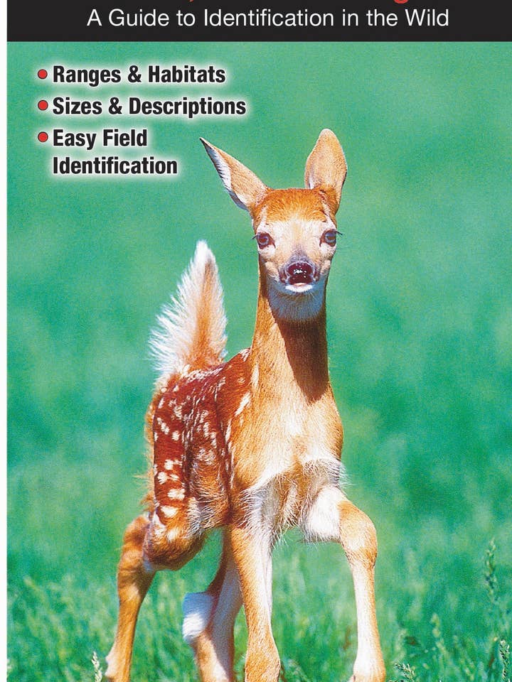 Mammals of the Southeast for wholesale by Quick Reference Publishing, Inc