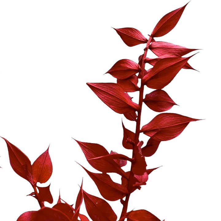 2626 Designs - Vendita all'ingrosso Piante artificiali - Ruscus conservato, lungo 22-24 pollici3