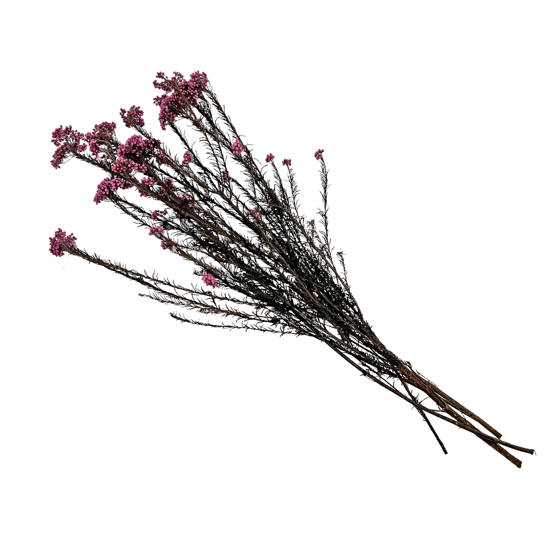 2626 Designs – Engroshandel Tørrede/pressede blomster – Konserveret hirse og risblomst - Immortelle og Ozothamnus blomster19