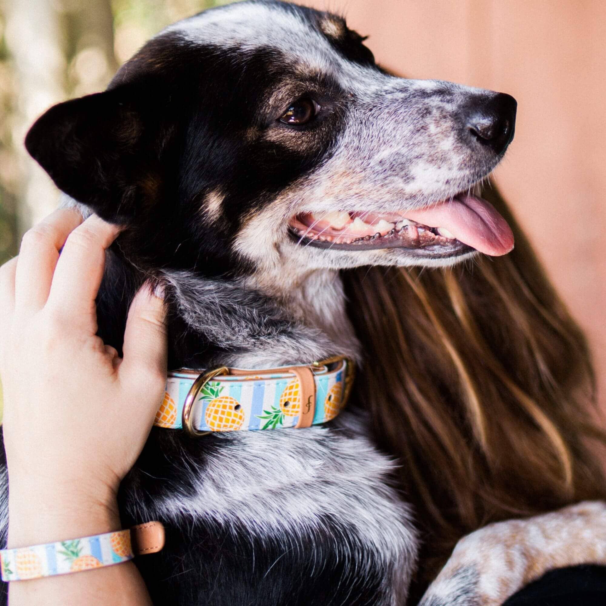 Friendship Collar – wholesale Pet collar – Dog – Pina Collarda1