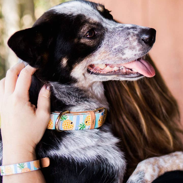 Friendship Collar – wholesale Pet collar – Dog – Pina Collarda1