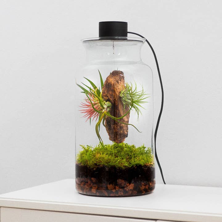 BOREEN Shop - Wholesale Terrarium - Terrarium with air plants Tillandsia | Eternal Garden