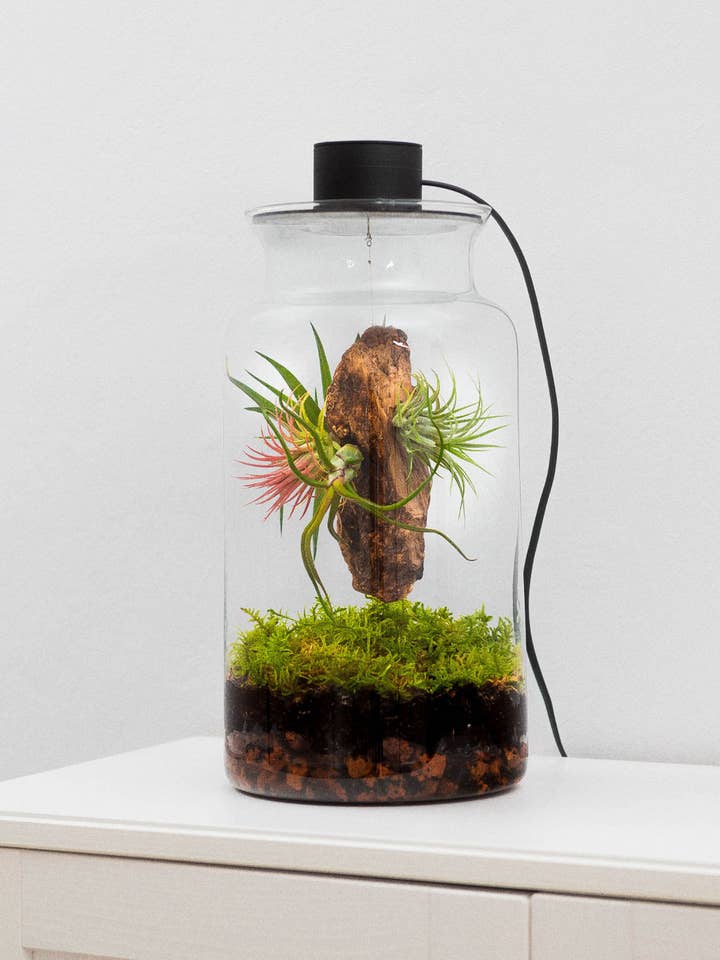 Terrarium with air plants Tillandsia | Eternal Garden for wholesale by BOREEN Shop