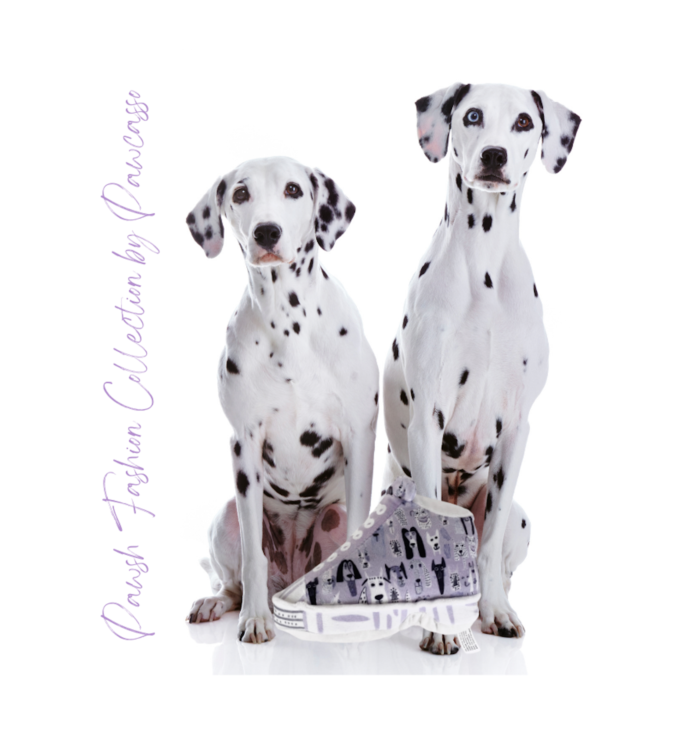 Pawcasso – Peluche - Cão por atacado – Pacote de Sapatilhas Pawcasso5