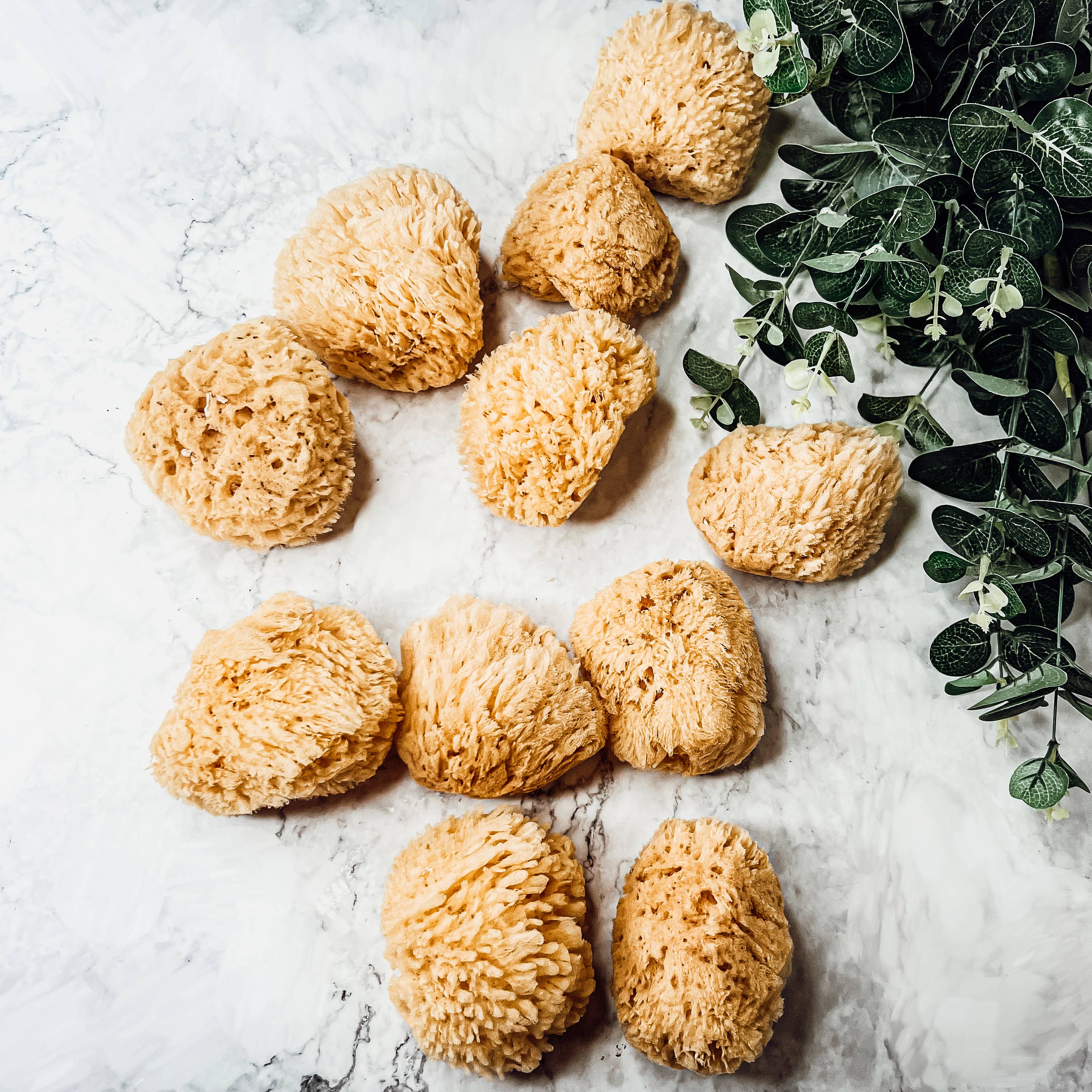 Gia Roma - Wholesale Bath Pouf/Sponge - Dead Sea Sponge, All Natural Body Wash Loofah 4-5"18