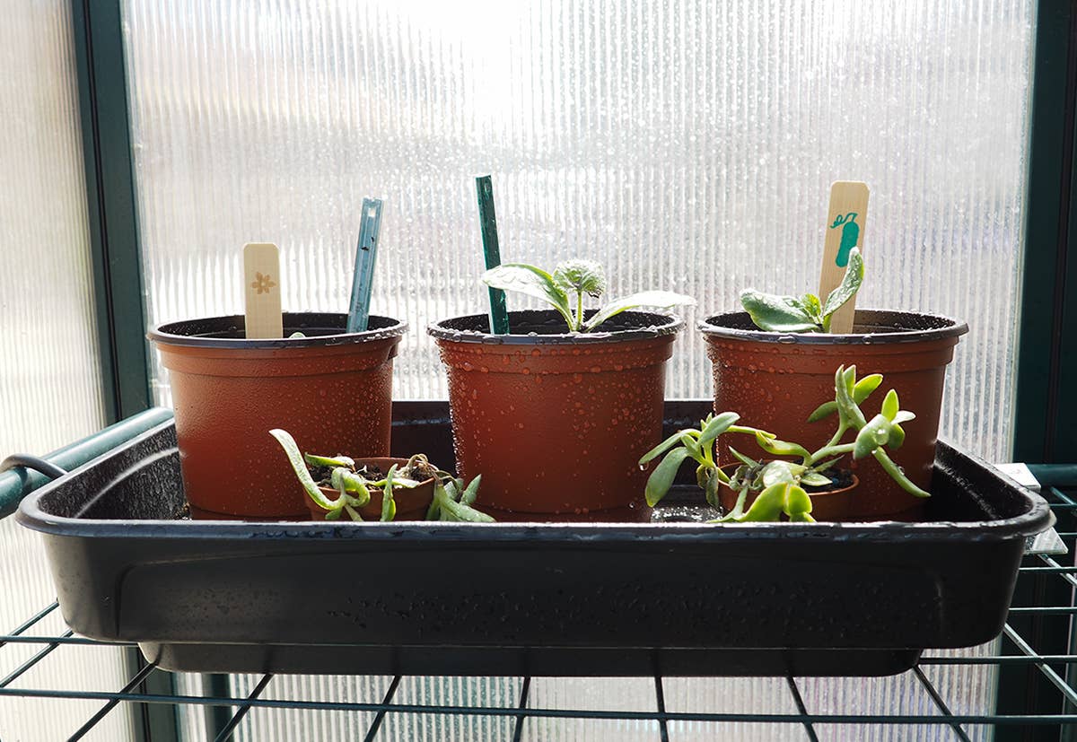 JARDIN Y NATURA OUTDOOR & GARDEN PRODUCTS SL – Großhandel Blumentopf – Heizbares Mini-Gewächshaus XS HOT GREENHOUSE3