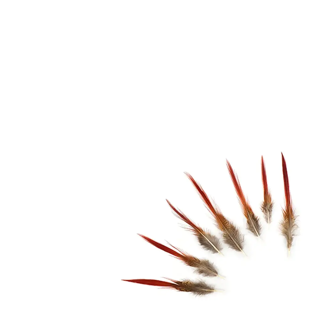 Zucker Feather Products – wholesale Feathers – 10 PC/PKG Golden Pheasant Red Top Tails 4-6" - Natural5