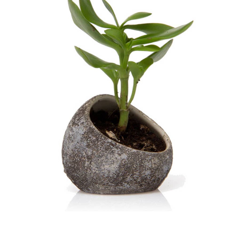 Chive - Wholesale Terrarium - Minimalist Air Plant Display | Ceramic Garden Decor1