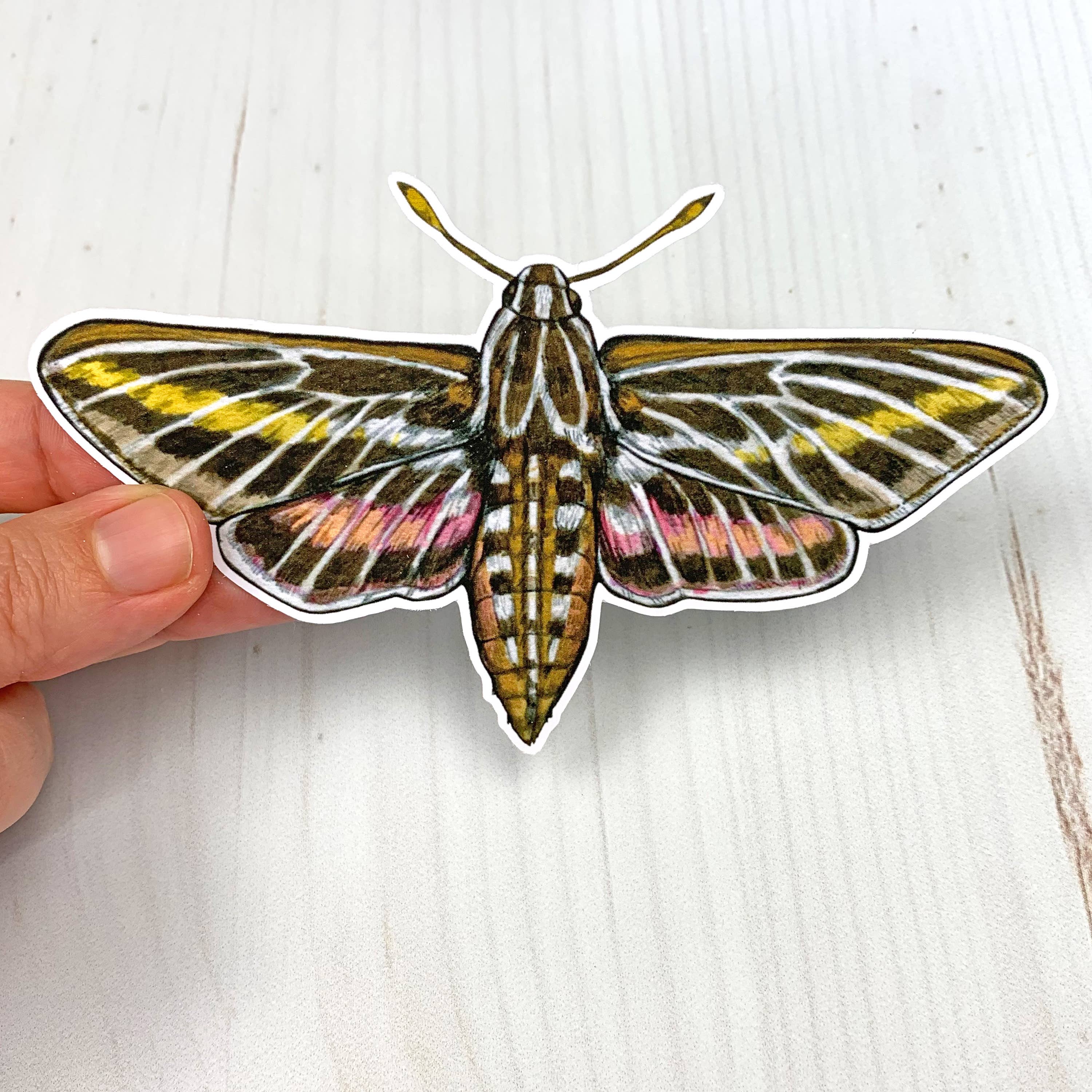 Sarah Draws Things - Wholesale Sticker - White Lined Sphinx Moth Matte Vinyl Sticker1