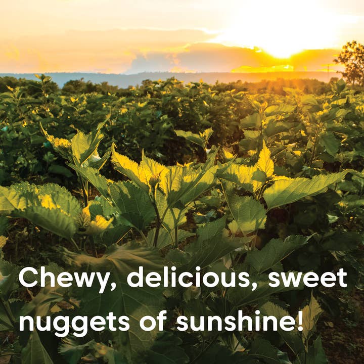 Wilderness Poets - Wholesale Dried/Dehydrated Fruit - Organic White Mulberries