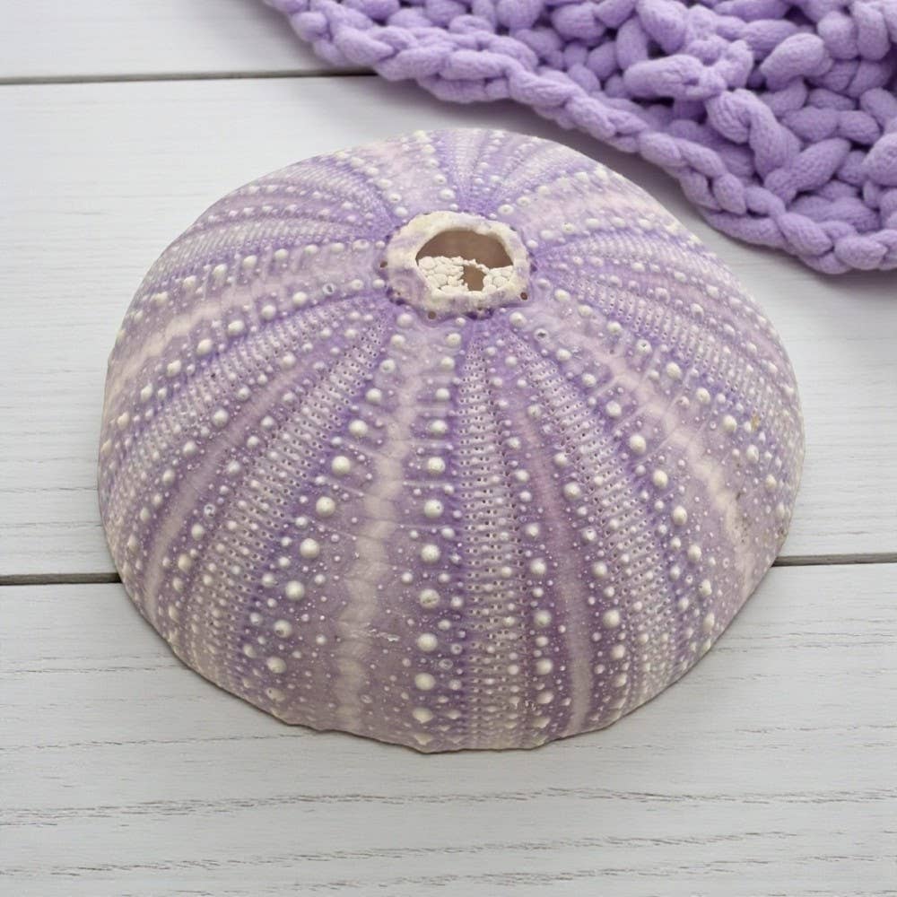 Earths Elements Wholesale - Wholesale Decorative Tabletop Object - Violet Urchin