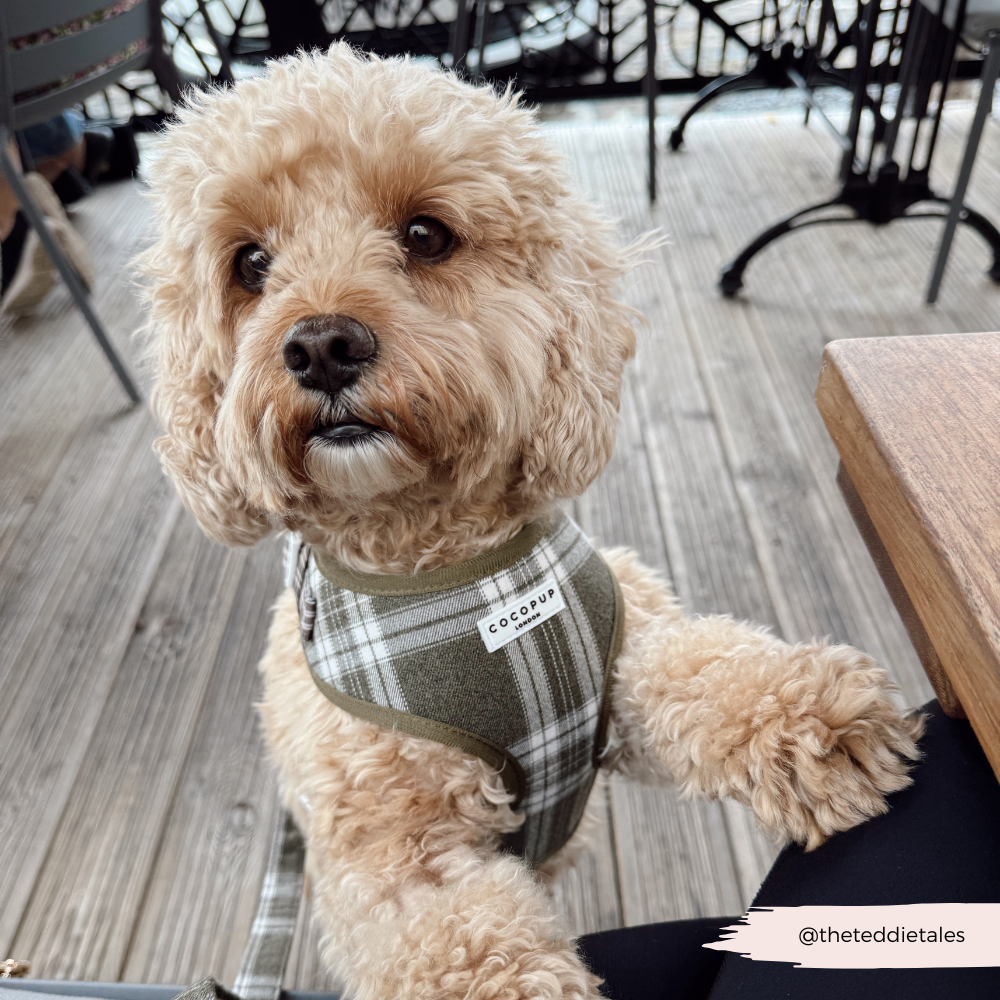 Cocopup London – wholesale Pet harness – Dog – Olive Check Adjustable Neck HARNESS15