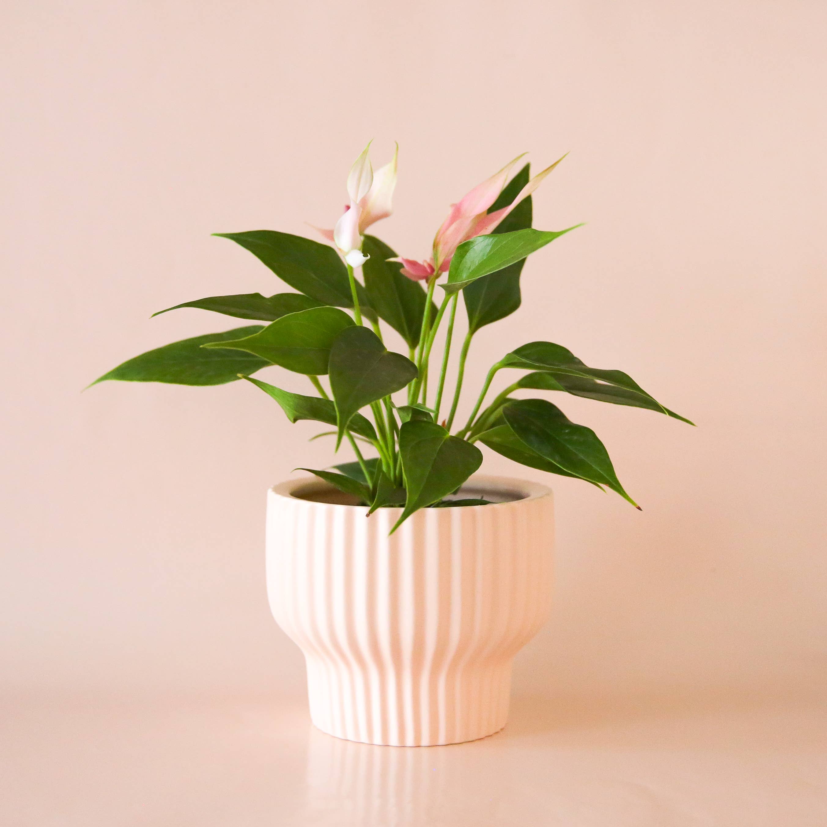 Jungle Club - Wholesale Plantenpot - Presley Sokkel Bloempot | Ballerina6