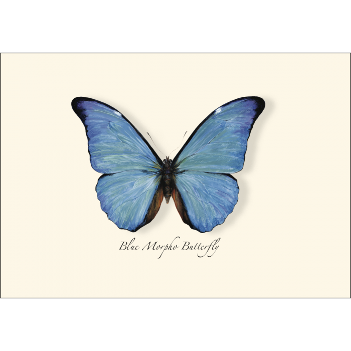 Earth Sky + Water - Wholesale Stationery/Notecard Set - Blue Morpho Butterfly1