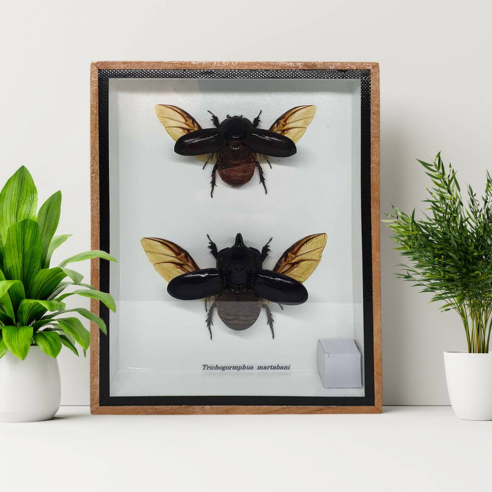 VIE - Wholesale Wall Accent - Framed Insect, Assorted14