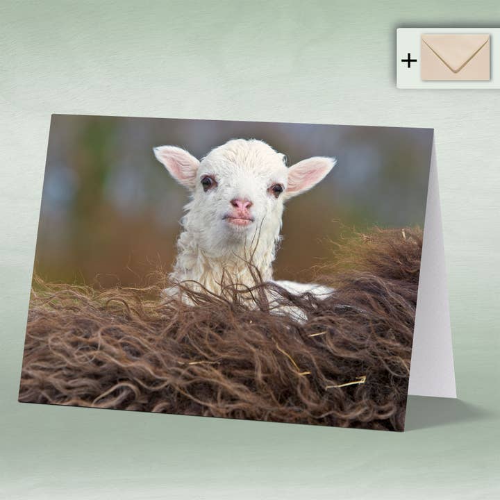 Doppelkarte eye0002 mit farblich passendem Briefumschlag, Qu für den Großhandel von eye-comm