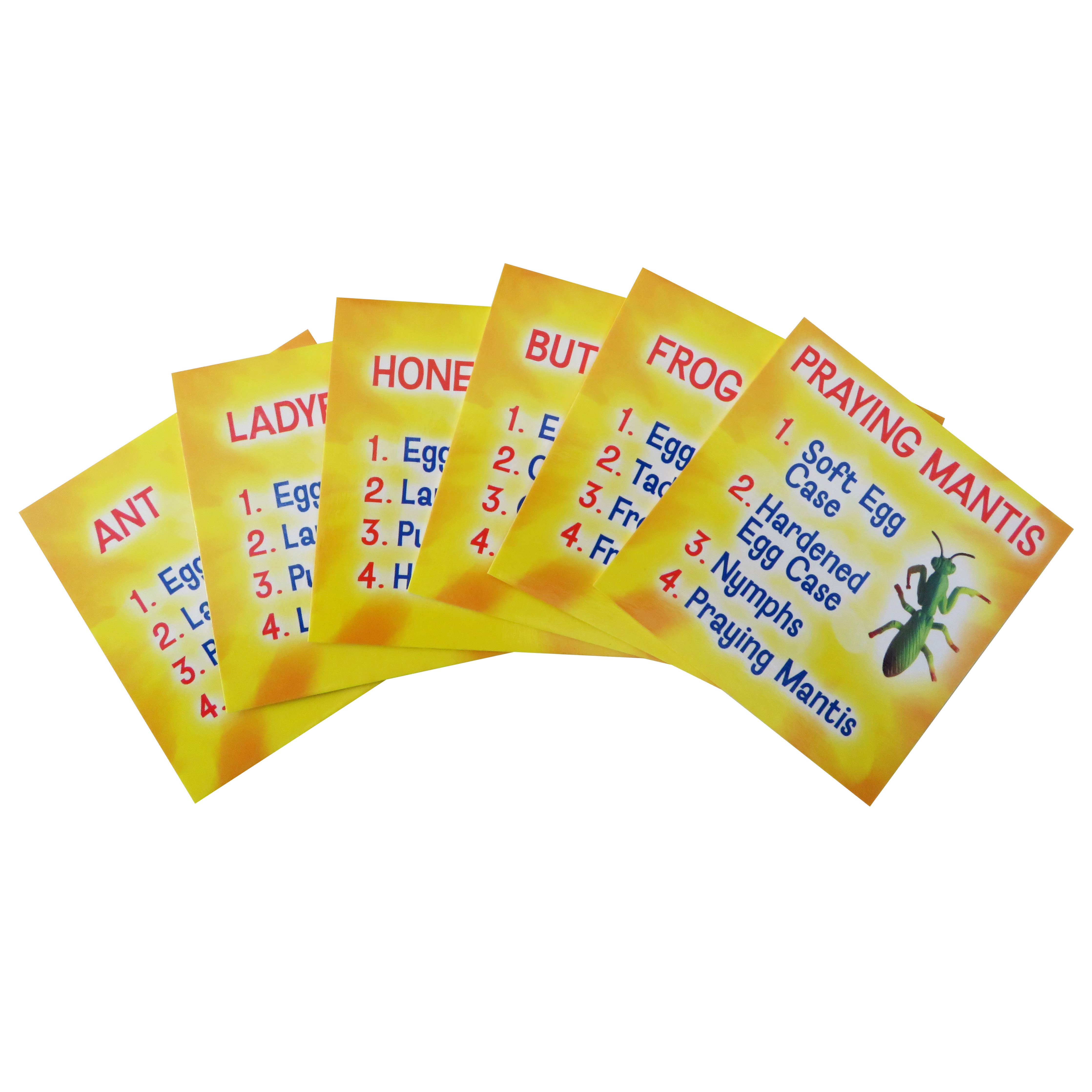 INSECT LORE - Vente Figurine – enfant - Figurines du cycle de vie - Ensemble de 24 pièces4