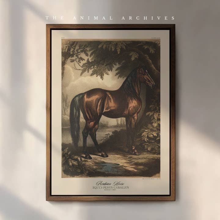 Arabian Horse, Naturalist, Antique Vintage Style Print for wholesale by The Poet and The Piper
