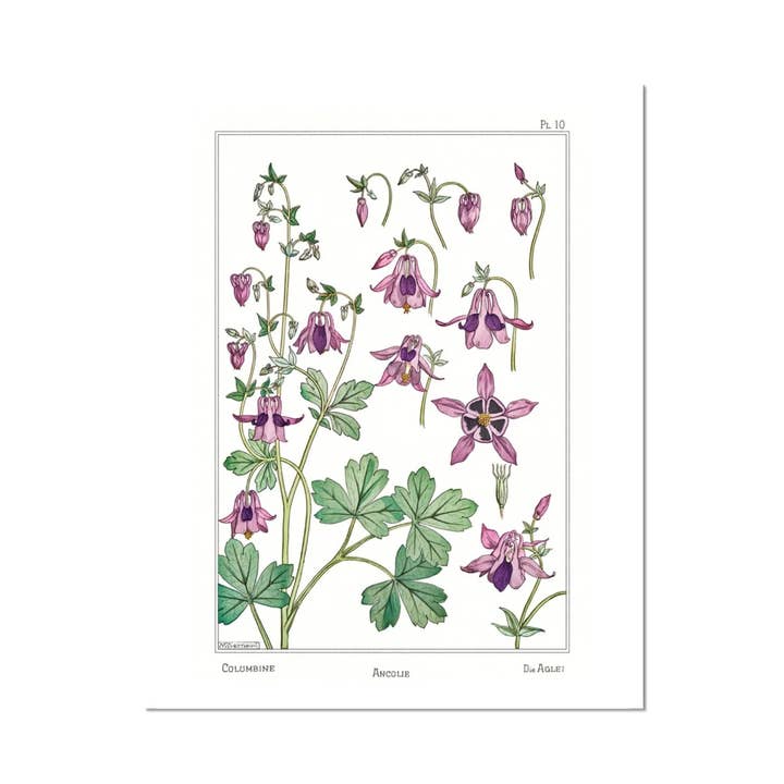 Bagged & Backed Columbine Fine Art Print for wholesale by Cynefn