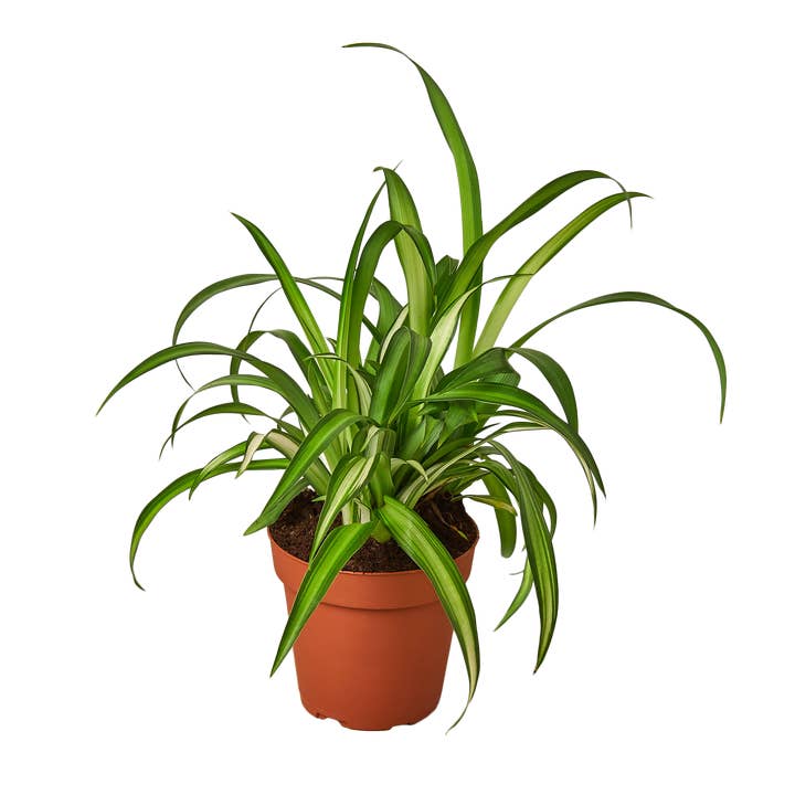 SPIDER HAWAIIAN 4-inch for wholesale by House Plant Wholesale