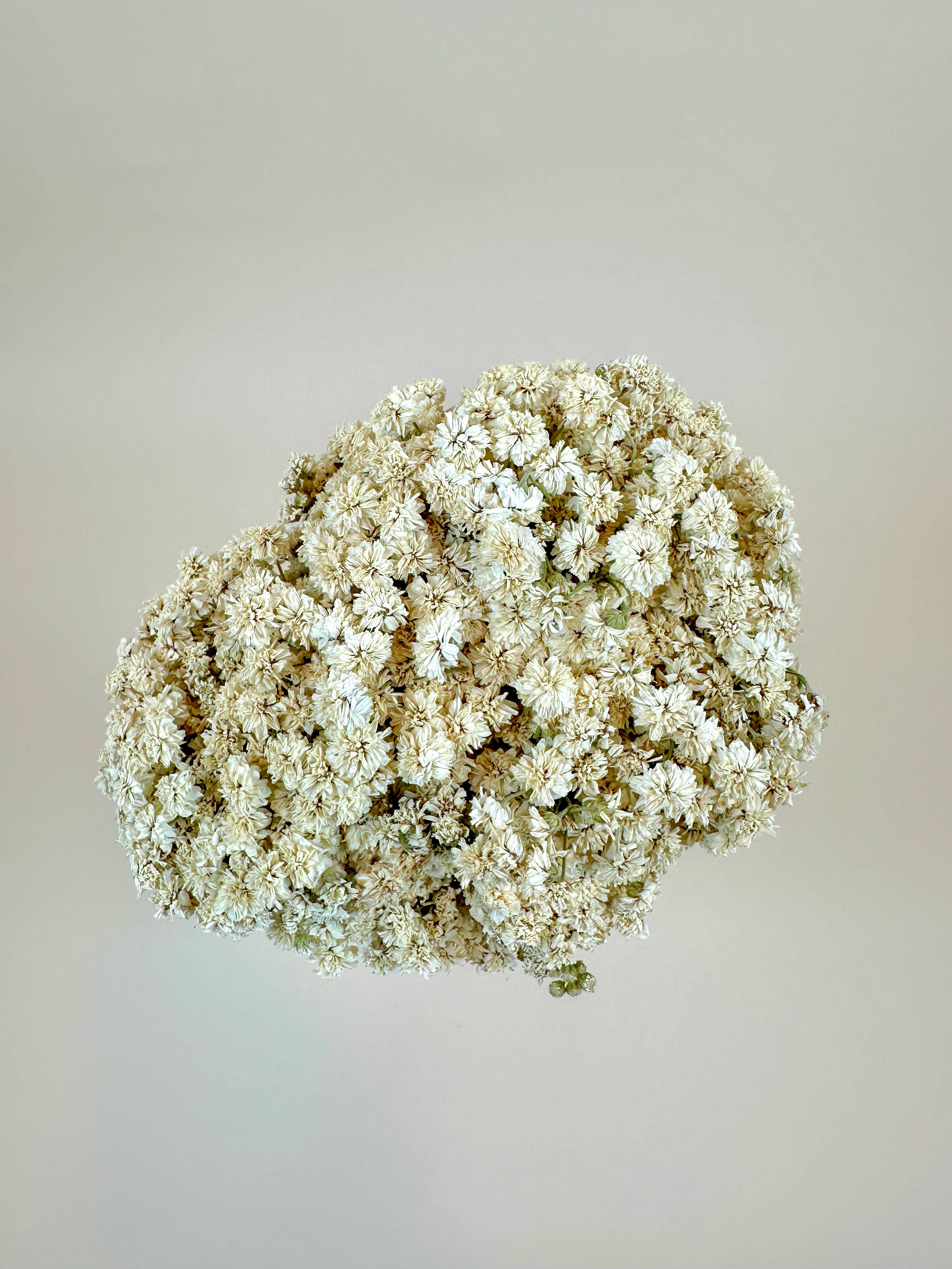 Lovejoy Farms Premium Dried Flowers – Flores secas/prensadas por atacado – Achillea of Pearl - Flores Secas Brancas Delicadas1