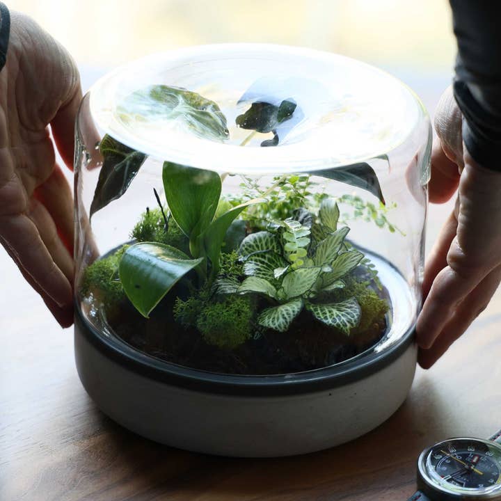 Rainforest for wholesale by Botanica