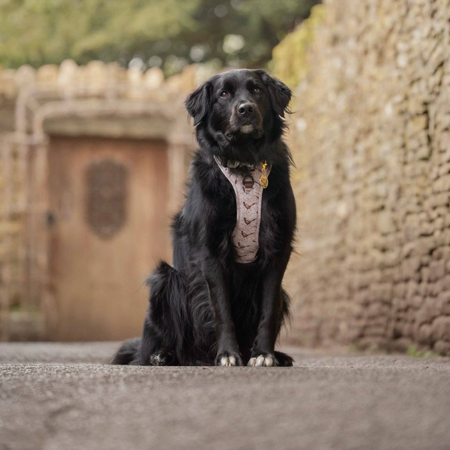 The aDoraBle Pooch Company - Wholesale Tuig voor huisdieren - Hond - Hike & Go™ Harnas - Farmland Fazant20